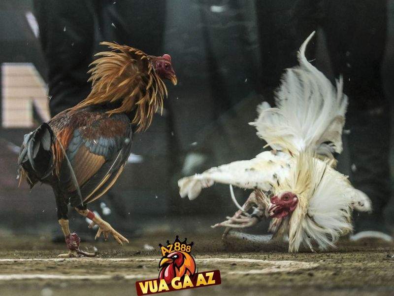 Trực tiếp đá gà Thomo phát sóng hàng ngày từ các trường gà Campuchia