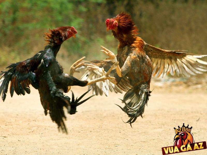 Khả năng thi đấu của chiến kê sẽ ảnh hưởng trực tiếp đến kết quả cuối cùng