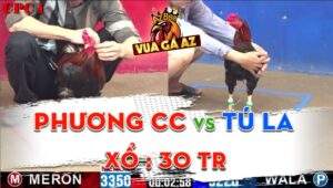 Trận 15 CPC1 01/06/2024 - Đẳng Cấp Nài Gà Của Anh Phương Tóc Dài