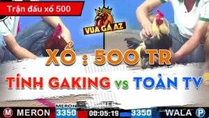 Trận 6 CPC3 24/06/2024 - Tính Gaking Rớt Cái Xổ 500 Ở Trận Gà Đầu Tiên