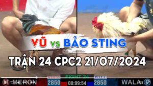 Trận 24 CPC2 21/07/2024 - Gà Bướm Bảo Sting Đá 3 Chân Đỏ Bưng Ra