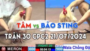 Trận 30 CPC2 21/07/2024 - Gà Bảo Sting Chồng Độ Nhỏ Ký Hơn Vẫn Thắng