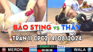 Trận 11 CPC2 14/08/2024 - Bảo Sting Hạ Gọn Ông Thầy, Trận Thắng Thứ 5