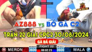 Trận 22 Giải CPC2 30/08/2024 - Gà AZ888 Đá Gà Bảo Sting Bay Khỏi Bồ