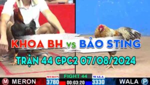 Trận 44 CPC2 07/08/2024 - Gà Bảo Sting Kém 4 Chấm Đá Quá Thấm