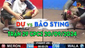 Trận 29 CPC2 20/09/2024 - Gà Anh Bảo Sting Hạ Anh Dự Chưa Tới 5 Chân