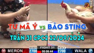 Trận 31 CPC2 22/09/2024 - Gà Anh Tư Mã Ý Đá 3 Chân Hạ Gà Bảo Sting