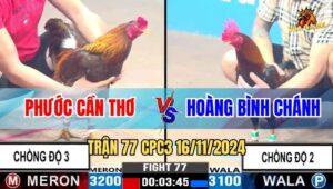 Trân 77 CPC3 16/11/2024 - Gà Anh Phước Cần Thơ Chồng Độ 3 Quá Đẳng Cấp