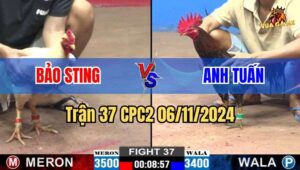 Trận 37 CPC2 06/11/2024 giữa anh Bảo Sting và anh Tuấn Sài Gòn