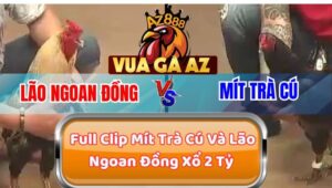 Full Clip Mít Trà Cú Với Lão Ngoan Đồng Xổ 2 Tỷ, Mỗi Trận 500 Triệu
