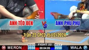 Trận 22 CPC2 15/12/2024 - Gà Anh Tèo Đen Đá Gà Anh Phu Phu Chạy Sảng