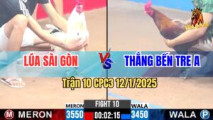 Trận 10 CPC3 12/1/2025 - Gà Bướm Lúa Sài Gòn Đá Đối Thủ Lật Xe Ói Lúa