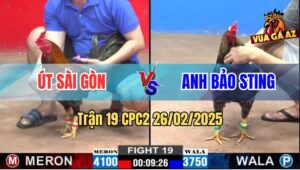 Trận 19 CPC2 26/2/2025 - Xám Chuối Anh Bảo Sting Đá Gà Bự Tai Biến