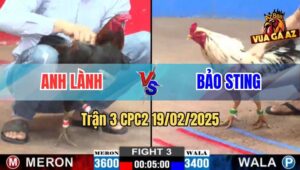 Trận 3 CPC2 19/2/2025 - Gà Anh Lành Đốn Giò Bướm Hiệu Anh Bảo Sting