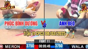 Trận 11 CPC3 8/3/2025 - Chú Phúc Bình Dương Nài Gà Quá Kinh Nghiệm
