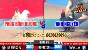Trận 26 CPC3 16/3/2025 - Gà Bướm Chú Phúc Đá Đối Thủ Be Miệng Tốc Chạy