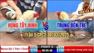 Trận 5 CPC2 30/3/2025 - Gà Cú Anh Trung Bắt Được Con Bướm 5 Xị