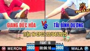 Trận 16 CPC3 22/4/2025 - Gà Anh Giang Đức Hòa Quá Nhanh Quá Nguy Hiểm