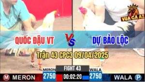 Trận 43 CPC3 9/4/2025 - Gà Anh Dự Đá Độc Chiêu Khiến Đối Thủ La Miệng