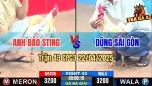 Trận 43 CPC3 22/4/2025 - Gà Bướm Anh Bảo Sting Đổ Máu Mang Về 3 Điểm