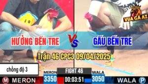 Trận 46 CPC3 9/4/2025 - Gà Úa Anh Hưởng Chồng Độ 3 Bị Điều Cọp Gạt Giò