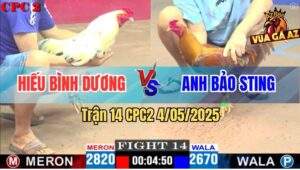 Trận 14 CPC2 4/5/2025 - Bướm Anh Hiếu Đâm Gãy Cổ Khét Cọp Bảo Sting