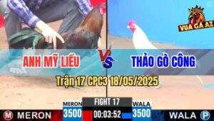 Trận 17 CPC3 18/5/2025 - Gà Anh Mỹ Liều Ra 2 Con Gãy Giò Nguyên 1 Cặp