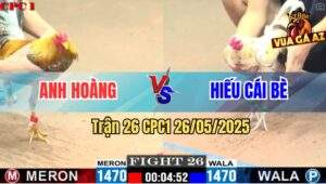 Trận 26 CPC1 26/5/2025 - Gà Cú Anh Hoàng Bắt Bướm Chỉ Sau 3 Cước