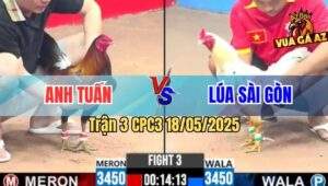 Trận 3 CPC3 18/5/2025 - Gà Điều Anh Tuấn Đâm Gà Bướm Chạy Chết