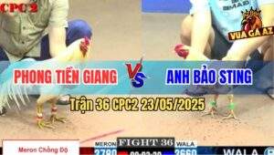 Trận 36 CPC2 23/5/2025 - Úa Cọp Anh Phong Lên 2 Hạ Bướm Hiệu Bảo Sting