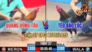 Trận 37 CPC3 7/5/2025 - Anh Quang Vũng Tàu Đụng Anh Tèo Cay Đắng