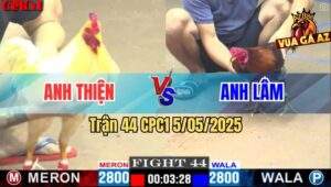 Trận 44 CPC1 5/5/2025 - Gà Bướm Anh Thiện Đâm Như Máy Điện
