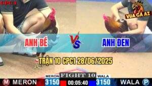 Trận 10 CPC1 28/06/2025 - Gà Điều Anh Đen Bo Khủng, Đâm Toàn Cựa Hiểm