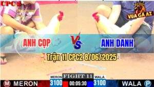 Trận 11 CPC2 8/6/2025 - Úa Anh Cọp Lụm Gọn Bướm Anh Danh