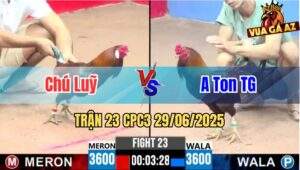 Trận 23 CPC3 29/06/2025 - Gà Chú Luỹ Đá Cái Bo Quá Khủng