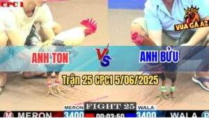 Trận 25 CPC1 5/6/2025 - Chuối Bông Anh Ton Đá Cựa Như Phim Chưởng
