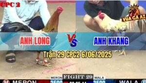 Trận 29 CPC2 6/6/2025 - Điều Cọp Anh Long Đá 3 Cước Hạ Bướm Anh Khang