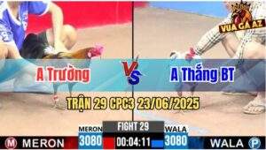 Trận 29 CPC3 23/06/2025 - Gà Anh Trường Đá Canh Chặn Quá Tốt