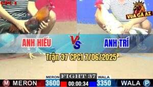 Trận 37 CPC1 7/6/2025 - Gà Điều Anh Hiếu Đá Bướm Te Tua Xong Quay Xe