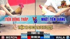 Trận 10 CPC3 26/7/2025 - Gà Khét Dí Bạc Bướm Hiệu Bảo Sting Và Cái Kết