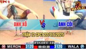 Trận 12 CPC1 22/7/2025 - Hai Con Gà Quyết Chiến, Một Mạng Đổi Một Mạng
