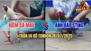 Trận 14 Bồ Ton Hon 18/7/2025 - Điều Cọp Anh Bảo Sting Có Chân Cứu Chủ