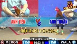 Trận 14 CPC1 17/7/2025 - Gà Điều Anh Thuận Đá Xám Anh Tiền Chạy Chết