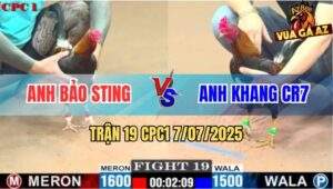 Trận 19 CPC1 7/7/2025 - Điều Cọp Ông Hoàng Wala Bị Hạ Knock Out