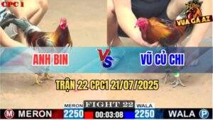 Trận 22 CPC1 21/7/2025 - Gà Điều Anh Vũ Đá Quẹo Cổ Gà Xám Anh Bin