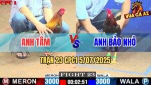 Trận 23 CPC1 5/7/2025 - Gà Anh Tâm Đá Gà Anh Bảo Nhỏ Sụm Tỳ Rụng Nụ