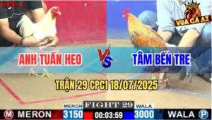 Trận 29 CPC1 19/7/2025 - Gà Cú Anh Tâm Bến Tre Xử Gà Nhạn Ói Xanh Mặt