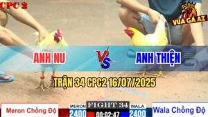 Trận 34 CPC2 16/7/2025 - Bướm Anh Thiện Lên 2 Đá Bướm Anh Nu Chết Tươi