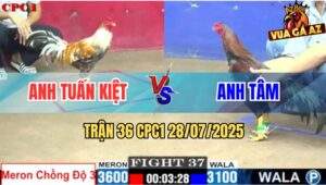 Trận 37 CPC1 28/7/2025 - Gà Cú Chồng 3 Ăn Cây Mu Lưng Sụm Tỳ Hết Đá