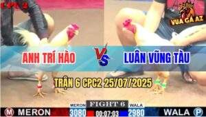 Trận 6 CPC2 25/7/2025 - Gà Úa Anh Luân Đâm Rát Khiến Đối Thủ Bay Bồ